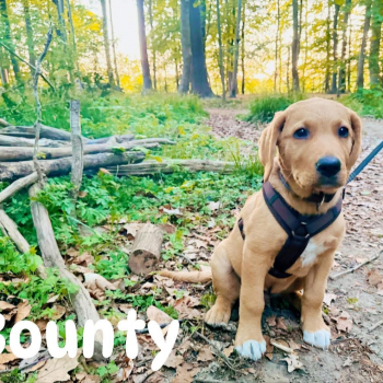 Ingo mit Bounty
