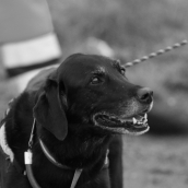 Frieda